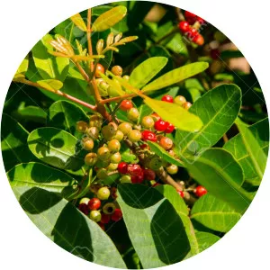 Antidesma puncticulatum - 