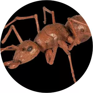 Antie - Film character