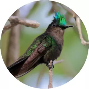 Antillean crested hummingbird