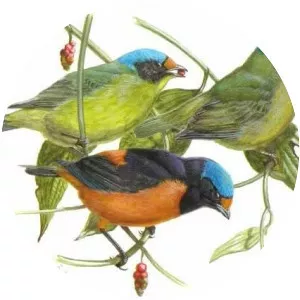 Antillean euphonia