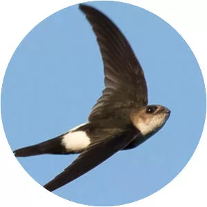 Antillean palm swift