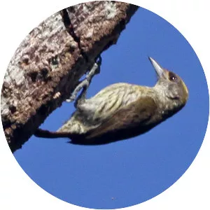 Antillean piculet