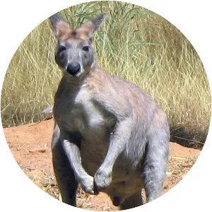 Antilopine kangaroo