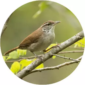 Antioquia wren
