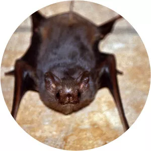 Antioquian sac-winged bat - Animal