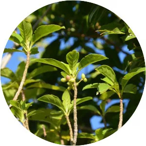 Antirhea borbonica - 