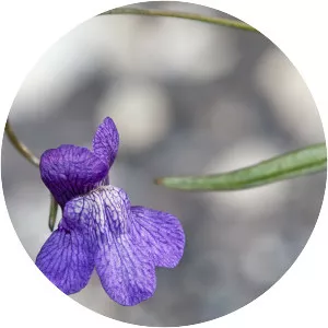 Antirrhinum kelloggii