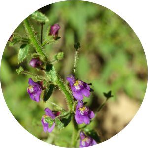 Antirrhinum nuttallianum - 