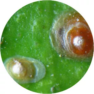 Aonidiella aurantii - Insect