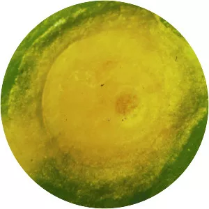 Aonidiella citrina