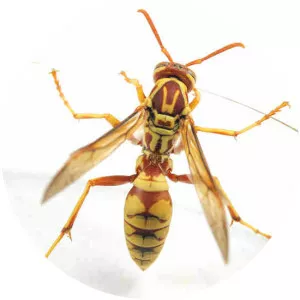 Apache wasp - 