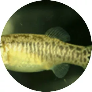 Aphanius sophiae