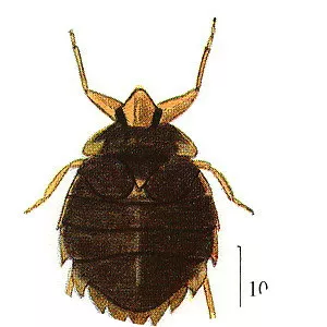 Aphelocheiridae