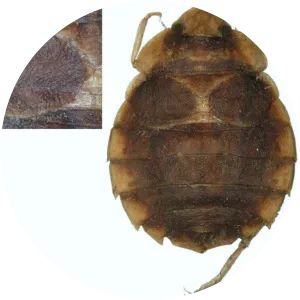 Aphelocheirus aestivalis - 