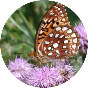 Aphrodite fritillary