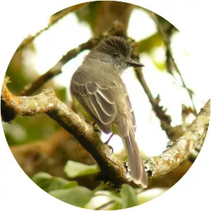 Apical flycatcher