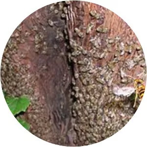 Apis cerana japonica