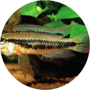 Apistogramma diplotaenia