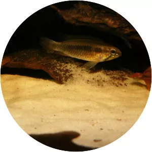 Apistogramma elizabethae - Fish