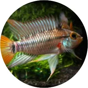 Apistogramma eunotus - Fish