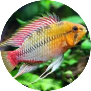 Apistogramma hongsloi - Fish