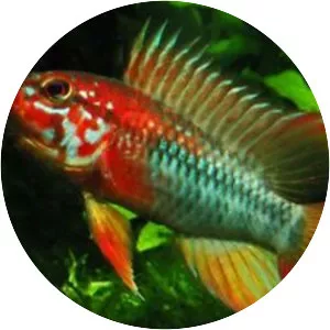 Apistogramma macmasteri - Fish