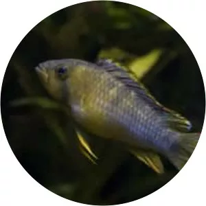 Apistogramma nijsseni - Fish