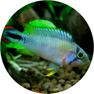 Apistogramma panduro