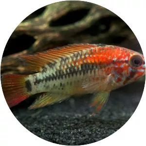 Apistogramma viejita - Fish