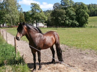 Aplagarden Morgan Horse Farm and Guest Farm - Equestrian facility in Sweden