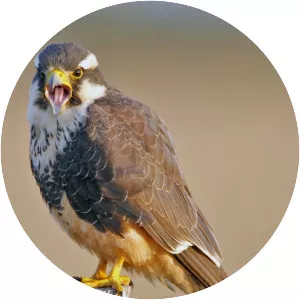 Aplomado falcon