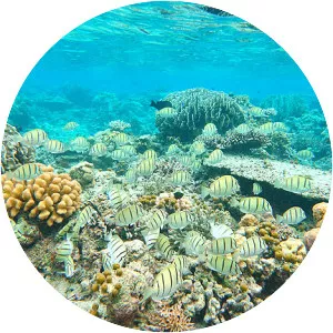 Apo Reef