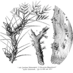 Apodanthaceae
