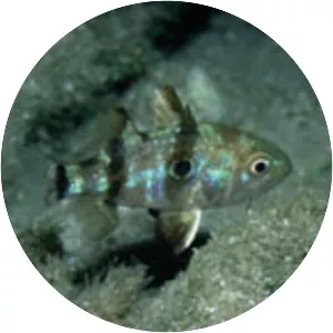 Apogonichthyoides pharaonis