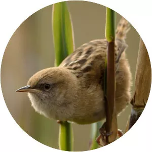 Apolinar's wren