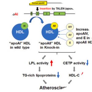 Apolipoprotein A-II - Protein