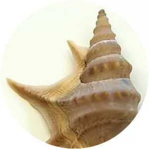 Aporrhaidae