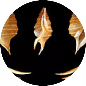 Aporrhais pesgallinae