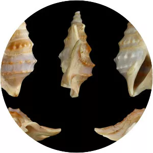 Aporrhais pespelecani