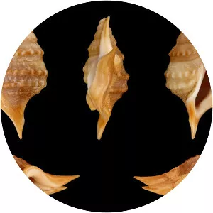 Aporrhais senegalensis