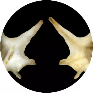 Aporrhais serresiana