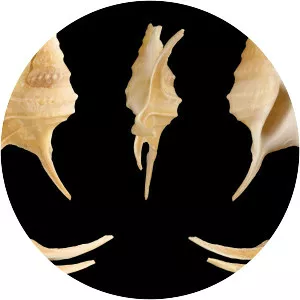 Aporrhais serresianus - 