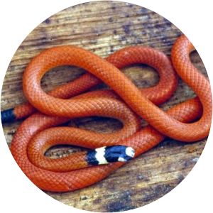 Apostolepis assimilis - 