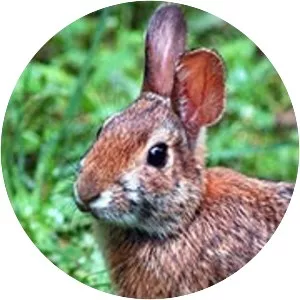 Appalachian cottontail
