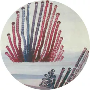 Appendix Out - Musical group