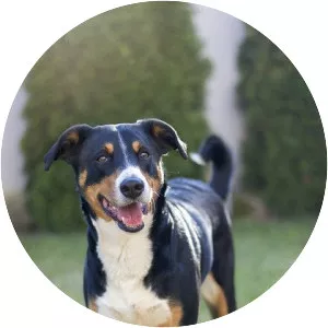 Appenzeller Sennenhund