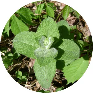 Apple Mint - Plants