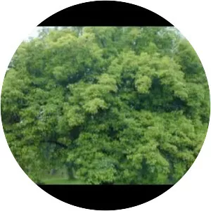 Apple Tree Hotel