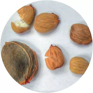 Apricot kernel