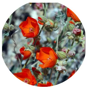Apricot mallow - Plants